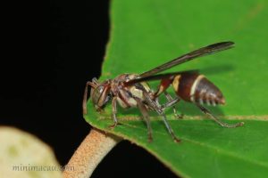 帶鈴腹胡蜂 Ropalidia fasciata