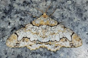 油桐尺蛾 Biston suppressaria