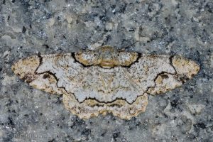 油桐尺蛾 Biston suppressaria
