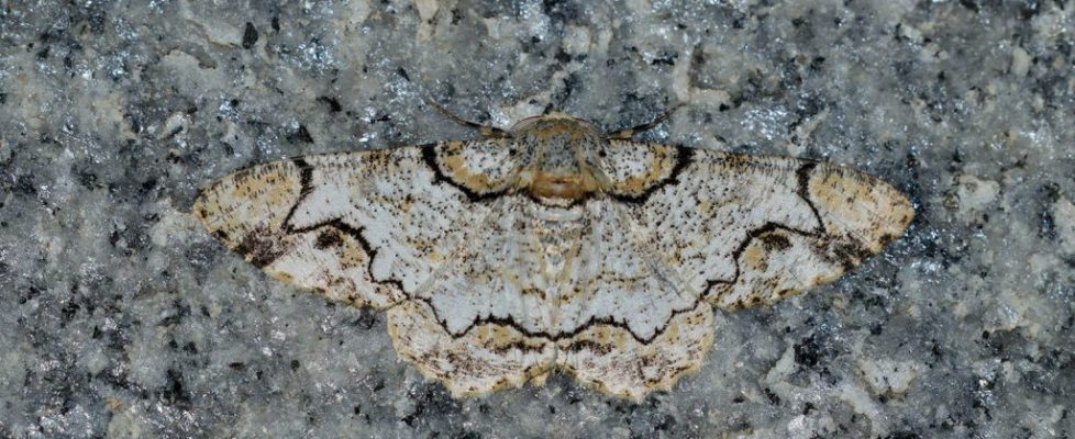油桐尺蛾 Biston suppressaria