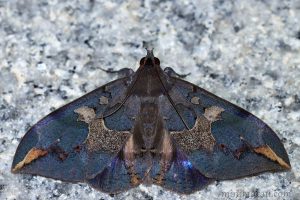 窄藍條裳蛾 Ischyja ferrifracta