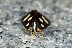 Mimeusemia postica