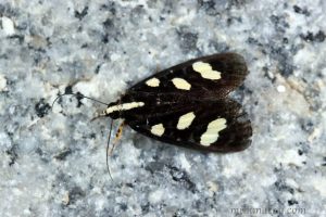 Mimeusemia postica