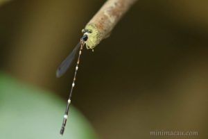 黃頸原扁蟌 Protosticta beaumonti