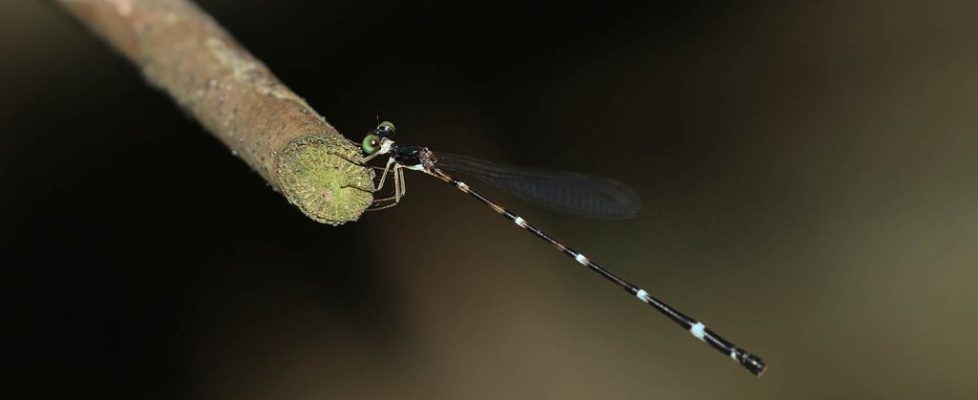 黃頸原扁蟌 Protosticta beaumonti