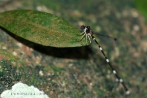 黃頸原扁蟌 Protosticta beaumonti