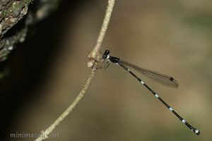 黃頸原扁蟌 Protosticta beaumonti