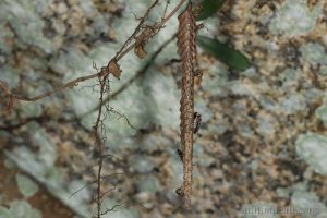 帶鈴腹胡蜂 Ropalidia fasciata