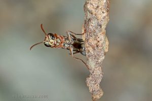 帶鈴腹胡蜂 Ropalidia fasciata