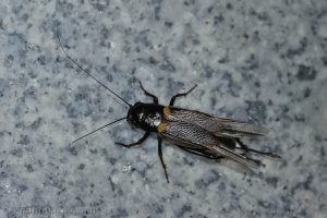 雙斑蟋 Gryllus bimaculatus