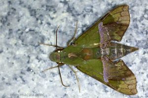 絨綠天蛾 Angonyx testacea