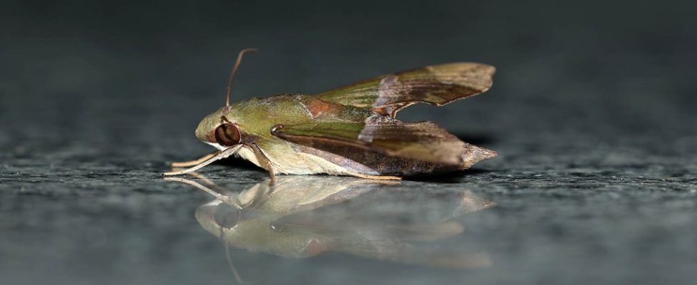 絨綠天蛾 Angonyx testacea