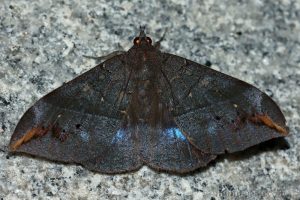 窄藍條裳蛾 Ischyja ferrifracta