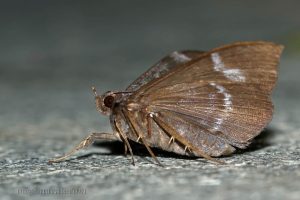 窄藍條裳蛾 Ischyja ferrifracta