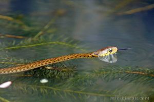黃斑漁游蛇 Xenochrophis flavipunctatus