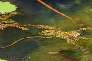 黃斑漁游蛇 Xenochrophis flavipunctatus