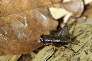 小扁頭蟋蟀 Loxoblemmus equestris