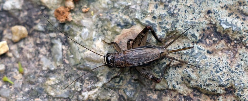 小扁頭蟋蟀 Loxoblemmus equestris
