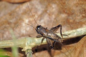 小扁頭蟋蟀 Loxoblemmus equestris