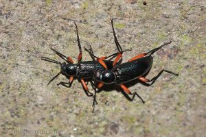 紅腳樹甲 Strongylium erythrocephalum