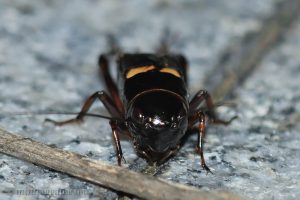 雙斑蟋 Gryllus bimaculatus