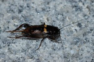雙斑蟋 Gryllus bimaculatus