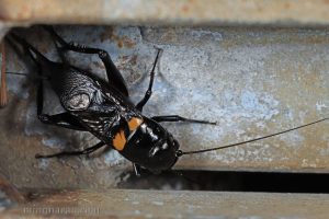 雙斑蟋 Gryllus bimaculatus