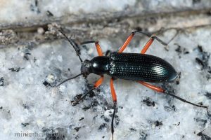 Stronggylium erythrocephalum 紅腳樹甲
