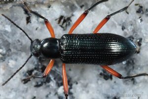 紅腳樹甲 Strongylium erythrocephalum