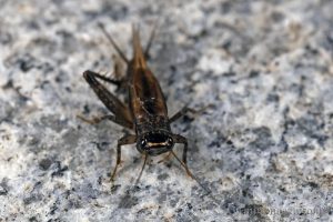 小扁頭蟋蟀 Loxoblemmus equestris