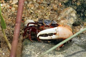 環紋南方招潮 Austruca annulipes