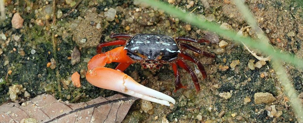 環紋南方招潮 Austruca annulipes