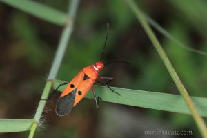 離斑棉紅蝽 Dysdercus cingulatus