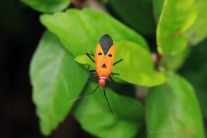 離斑棉紅蝽 Dysdercus cingulatus