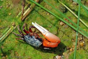 環紋南方招潮 Austruca annulipes