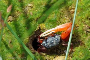 環紋南方招潮 Austruca annulipes