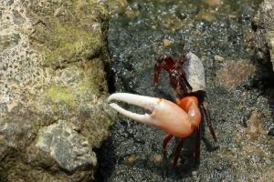 環紋南方招潮 Austruca annulipes