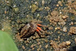 環紋南方招潮 Austruca annulipes