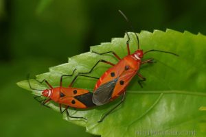 離斑棉紅蝽 Dysdercus cingulatus