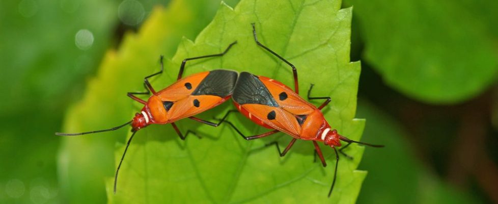 離斑棉紅蝽 Dysdercus cingulatus