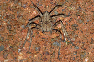 屏東巨蟹蛛 Heteropoda pingtungensis