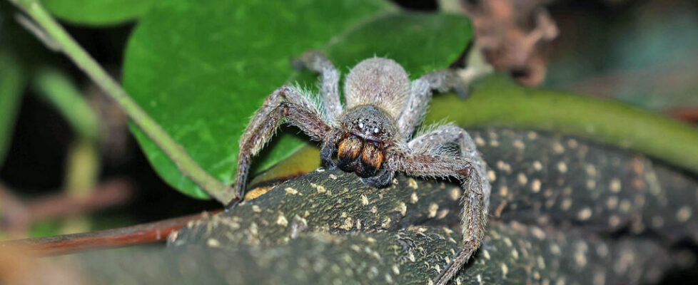 屏東巨蟹蛛 Heteropoda pingtungensis