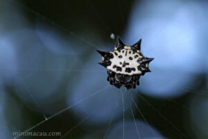 庫氏棘腹蛛 Gasteracantha kuhli