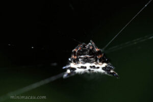 庫氏棘腹蛛 Gasteracantha kuhli