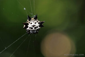 庫氏棘腹蛛 Gasteracantha kuhli