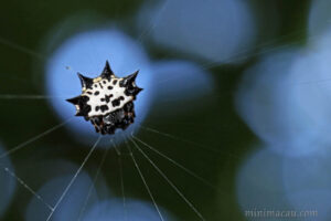 庫氏棘腹蛛 Gasteracantha kuhli