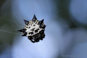 庫氏棘腹蛛 Gasteracantha kuhli