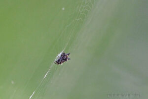 庫氏棘腹蛛 Gasteracantha kuhli