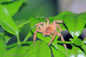 屏東巨蟹蛛 Heteropoda pingtungensis