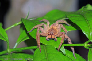 屏東巨蟹蛛 Heteropoda pingtungensis